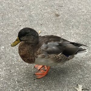 Meet your Posher, Ali